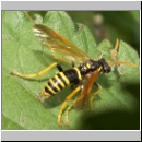 Tenthredo scrophulariae - Braunwurz-Blattwespe 01.jpg